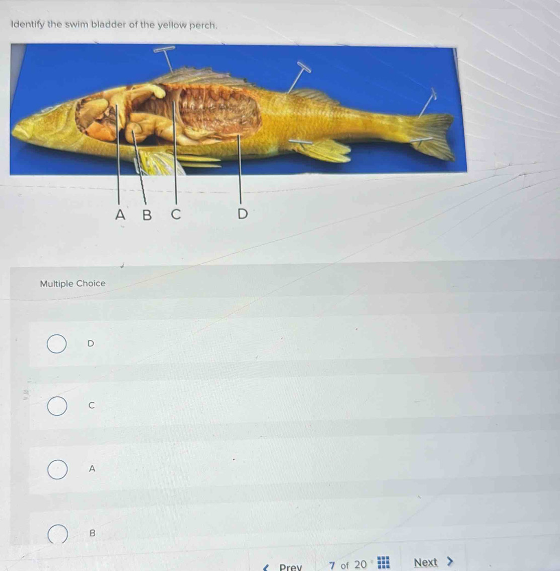 Solved: Identify the swim bladder of the yellow perch. Multiple Choice ...
