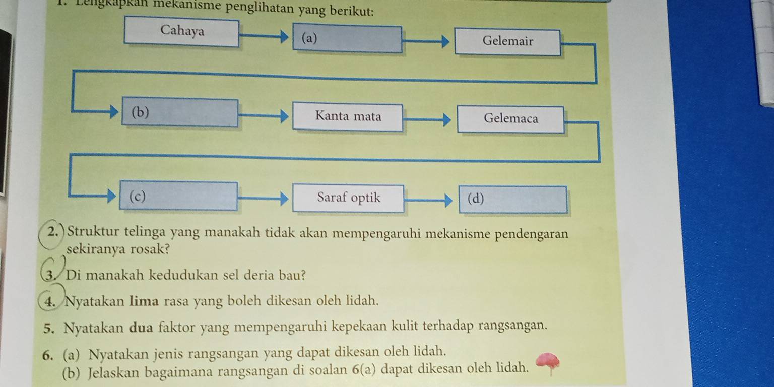 Lengkapkan mekanisme penglihatan yang berikut:
Cahaya
(a) Gelemair
(b) Kanta mata Gelemaca
(c) Saraf optik (d)
2.)Struktur telinga yang manakah tidak akan mempengaruhi mekanisme pendengaran
sekiranya rosak?
3. Di manakah kedudukan sel deria bau?
4. Nyatakan Iima rasa yang boleh dikesan oleh lidah.
5. Nyatakan dua faktor yang mempengaruhi kepekaan kulit terhadap rangsangan.
6. (a) Nyatakan jenis rangsangan yang dapat dikesan oleh lidah.
(b) Jelaskan bagaimana rangsangan di soalan 6(a) dapat dikesan oleh lidah.