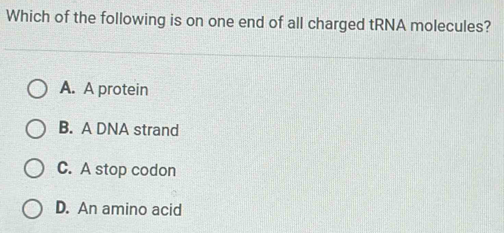 Which of the following is on one end of all charged tRNA molecules?
A. A protein
B. A DNA strand
C. A stop codon
D. An amino acid