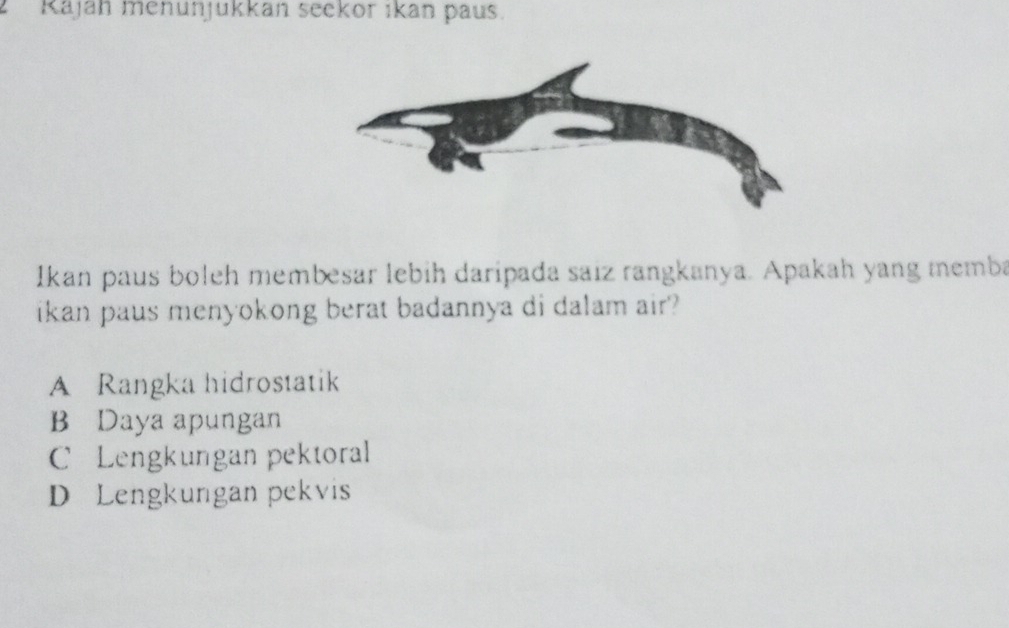 Kajah menunjukkan seckor ıkan paus.
Ikan paus boleh membesar lebih daripada saiz rangkanya. Apakah yang memba
ikan paus menyokong berat badannya di dalam air?
A Rangka hidrostatik
B Daya apungan
C Lengkungan pektoral
D Lengkungan pekvis