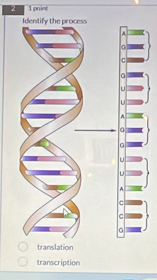 2 1 point
translation
transcription