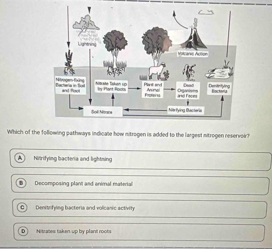 Which of the following pathways indicate how nitrogen is added to the largest nitrogen reservoir?
A Nitrifying bacteria and lightning
B ) Decomposing plant and animal material
c Denitrifying bacteria and volcanic activity
D) Nitrates taken up by plant roots