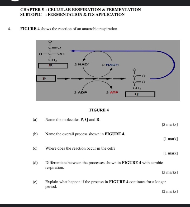 CHAPTER 5 : CELLULAR RESPIRATION & FERMENTATION
SUBTOPIC : FERMENTATION & ITS APPLICATION
4. FIGURE 4 shows the reaction of an anaerobic respiration.
FIGURE 4
(a) Name the molecules P, Q and R.
[3 marks]
(b) Name the overall process shown in FIGURE 4.
[1 mark]
(c) Where does the reaction occur in the cell?
[l mark]
(d) Differentiate between the processes shown in FIGURE 4 with aerobic
respiration.
[3 marks]
(e) Explain what happen if the process in FIGURE 4 continues for a longer
period.
[2 marks]