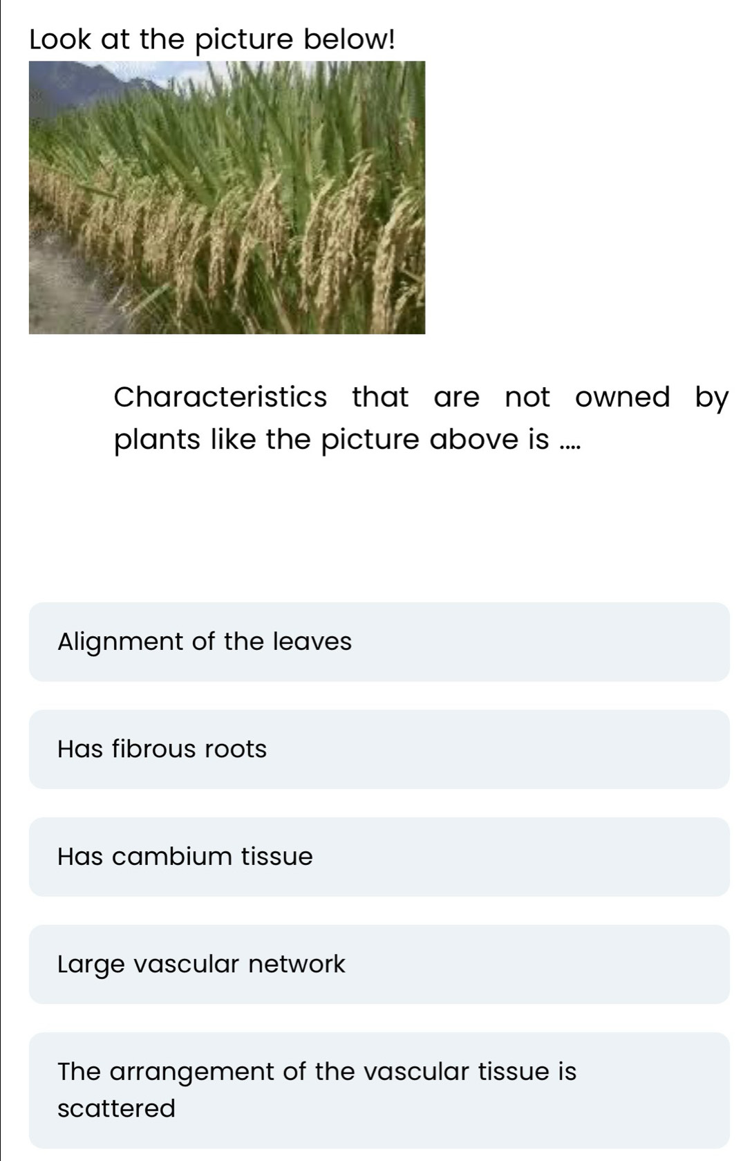 Look at the picture below!
Characteristics that are not owned by
plants like the picture above is ....
Alignment of the leaves
Has fibrous roots
Has cambium tissue
Large vascular network
The arrangement of the vascular tissue is
scattered