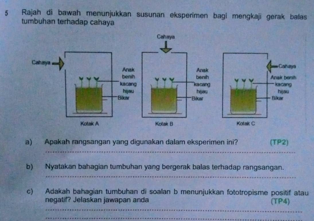 Rajah di bawah menunjukkan susunan eksperimen bagi mengkaji gerak balas 
tumbuhan terhadap cahaya 

a) Apakah rangsangan yang digunakan dalam eksperimen ini? (TP2) 
_ 
b) Nyatakan bahagian tumbuhan yang bergerak balas terhadap rangsangan. 
_ 
c) Adakah bahagian tumbuhan di soalan b menunjukkan fototropisme positif atau 
_ 
negatif? Jelaskan jawapan anda (TP4) 
_