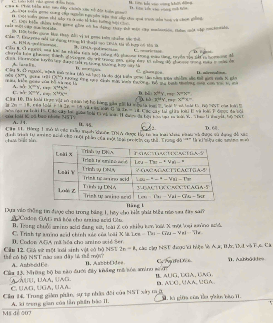 C tên kết vào gang điều hòa B. liên kết vào vùng khởi động.
Câu 6, Phát biểu náo sau đây chính xác về đột biển geng7 D. Liên kết văo vùng mã hóu.
A# Đội biện gene cung cấp nguồn nguyên liệu thứ cấp cho quá trình tiền hoa và chọn giống,
B. Đột biển gene chi xây ra ở các tế bào lưỡng bội (2n).
C. Đột biển điểm trên gene gồm có ba dạng: thay thể một cập nuclectide, thêm một cập nucleotide,
mất một cập nucleotide.
D. Dột biển gene làm thay đổi vị trí gene trên nhiễm sắc thể
Câu 7. Enzyme nổi sử dụng trong kĩ thuật tạo DNA tái tổ hợp có tên là
A. RNA-polimerase B. DNA-polimerase C. restrictase D. lighse.
Cầu 8, Ở người, sau khi ăn nhiều tinh bột, nông độ glucose trong máu tăng, tuyển tây tiết ra hormone để
chuyển hóa glucose thành glycogen dự trữ trong gan, giúp duy tri nồng độ glucose trong mán ở mắc đu
định. Hormone tuyển tựy được tiết ra trong trường hợp này là
A. insulin. B. estrogen. C. glucagon.
D. adrenaline.
Câu 9. Ở người, bệnh mù màu (đô và lục) là do đột biển gene lận năm trên nhiểm sắc thể giới tính X gây
nên (X^m) gene trội (X^M ) tương ứng quy định mất bình thường. Bồ mẹ bình thường sinh con trai bị mã
máu, kiểu gene của bố và mẹ là
A. bố: X^MY , mẹ: X^MX^M B. bố: X^MY r mç X'''X''.
C. bố: X^mY mẹ: X^MX^m X^MX^m.
D bố X^MY , mẹ
Câu 10, Ba loài thực vật có quan hệ họ hàng gần gũi kí hiệu là loài E, loài F và loài G. Bộ NST của loài E
là 2n=18 , của loài F là 2n=16 và của loài G là 2n=18 Các cây lai giữa loài E và loài F được đa bội
hóa tạo ra loài H. Các cây lai giữa loài G và loài H được đa bội hóa tạo ra loài K. Theo lí thuyết, bộ NST
của loài K có bao nhiều NST?
A. 34.
B. 46.
C 2 D. 60.
Câu 11. Bảng 1 mô tả các mẫu mạch khuôn DNA được lấy từ ba loài khác nhau và được sử dụng đề xác
định trình tự amino acid cho một phân của một loại protein cụ thể. Trong đó “*” là kí hiệu các amino acid
chưa biết tên.
Bảng 1
Dựa vào thông tin được cho trong bảng 1, hãy cho biết phát biểu nào sau đây sai?
A Codon GAG mã hóa cho amino acid Glu.
B. Trong chuỗi amino acid đang xét, loài Z có nhiều hơn loài X một loại amino acid.
C. Trình tự amino acid chính xác của loài X là Leu - Thr - Glu - Val - Thr.
D. Codon AGA mã hóa cho amino acid Ser.
Câu 12. Giả sử một loài sinh vật có bộ NST 2n=8 , các cặp NST được kí hiệu là A,a; B,b; D,d và E,e. Cá
thể có bộ NST nào sau đây là thể một?
A. AabbddEe. B. AabbbDdee. C AaBbDEc. D. Aabbdddee.
Câu 13. Những bộ ba nào dưới đây không mã hóa amino acid?
a Áuu, uaa, uag. B. AUG, UGA, UAG.
C. UAG, UGA, UAA. D. AUG, UAA, UGA.
Câu 14. Trong giảm phân, sự tự nhân đôi của NST xây ra ở
A. kì trung gian của lần phân bảo II, D. ki giữa của lần phân bào II.
T
Mã đe 007