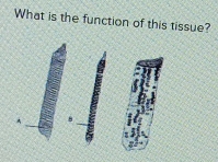 What is the function of this tissue?