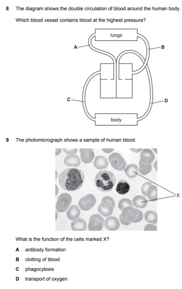 The diagram shows the double circulation of blood around the human body.
Which blood vessel contains blood at the highest pressure?
9 The photomicrograph shows a sample of human blood.
x
What is the function of the cells marked X?
A antibody formation
B clotting of blood
C phagocytosis
D transport of oxygen