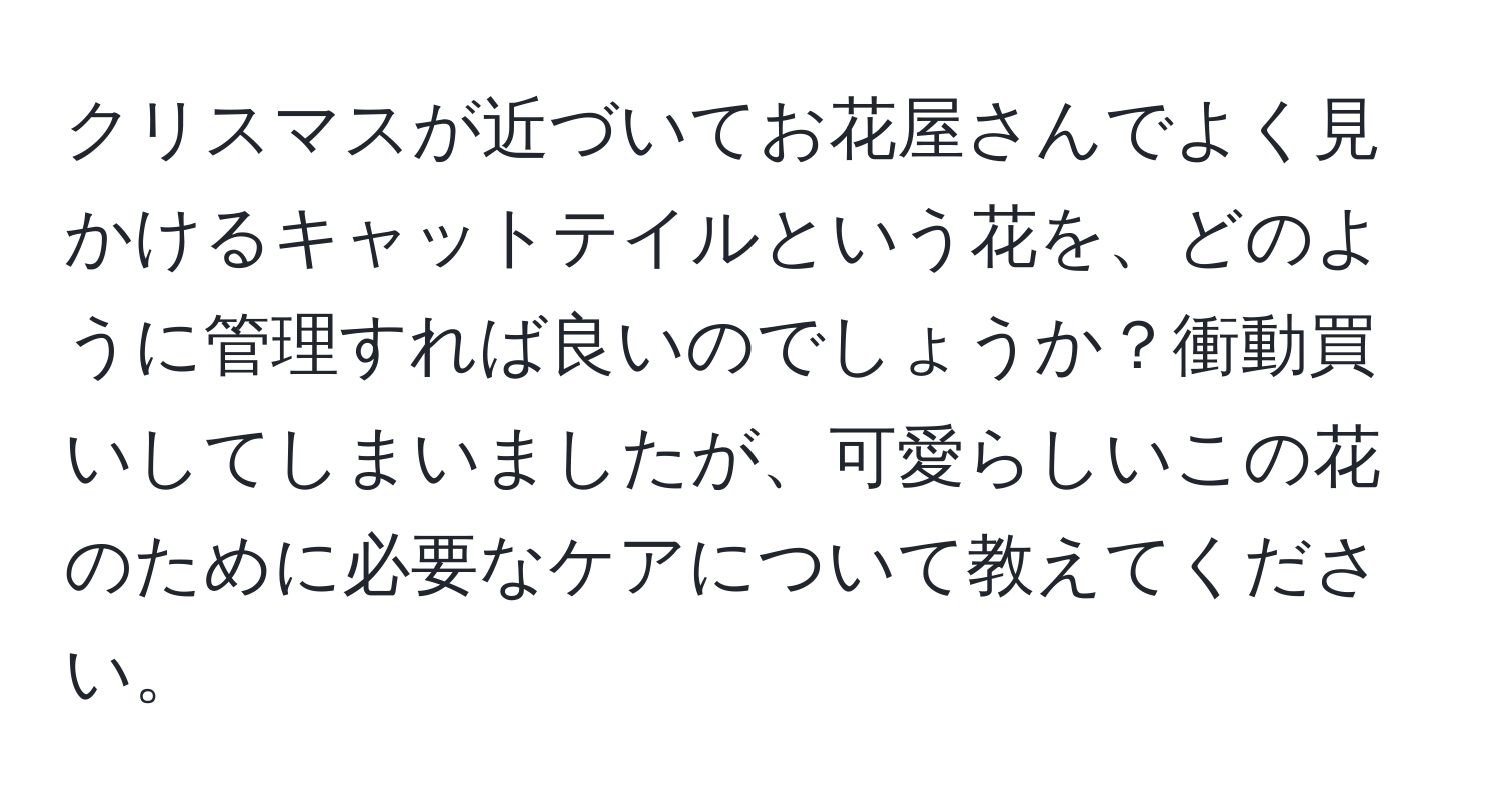 クリスマスが近づいてお花屋さんでよく見かけるキャットテイルという花を、どのように管理すれば良いのでしょうか？衝動買いしてしまいましたが、可愛らしいこの花のために必要なケアについて教えてください。