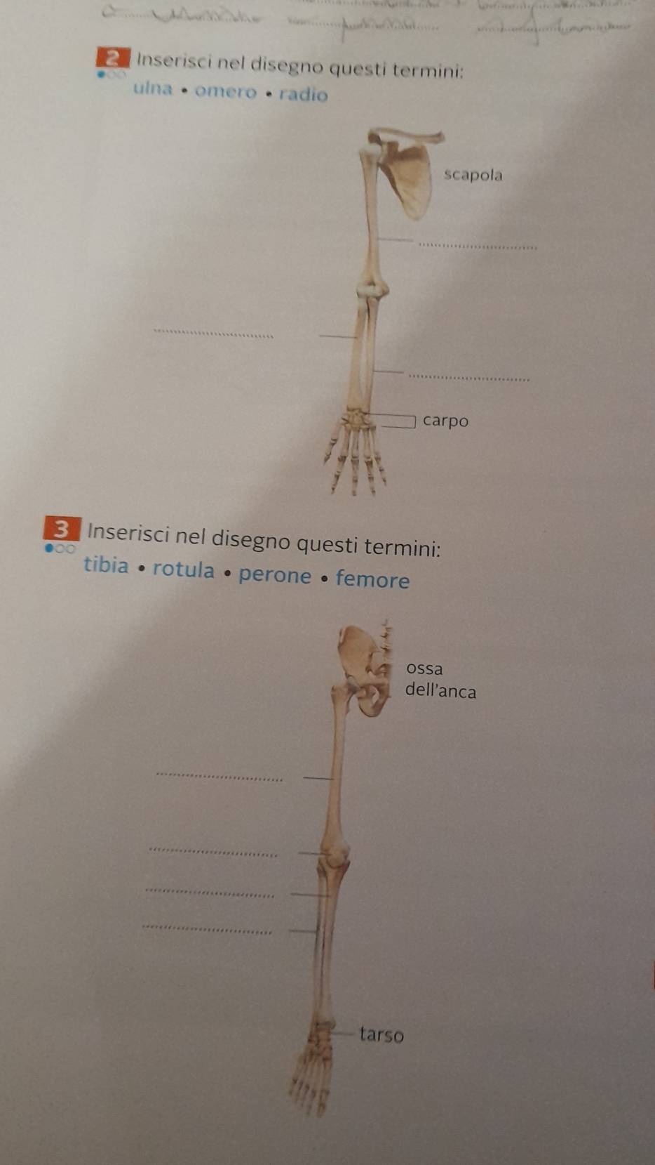 Inserisci nel disegno questi termini: 
ulna · omero · radio 
scapola 
_ 
carpo 
3 Inserisci nel disegno questi termini: 
tibia • rotula • perone • femore