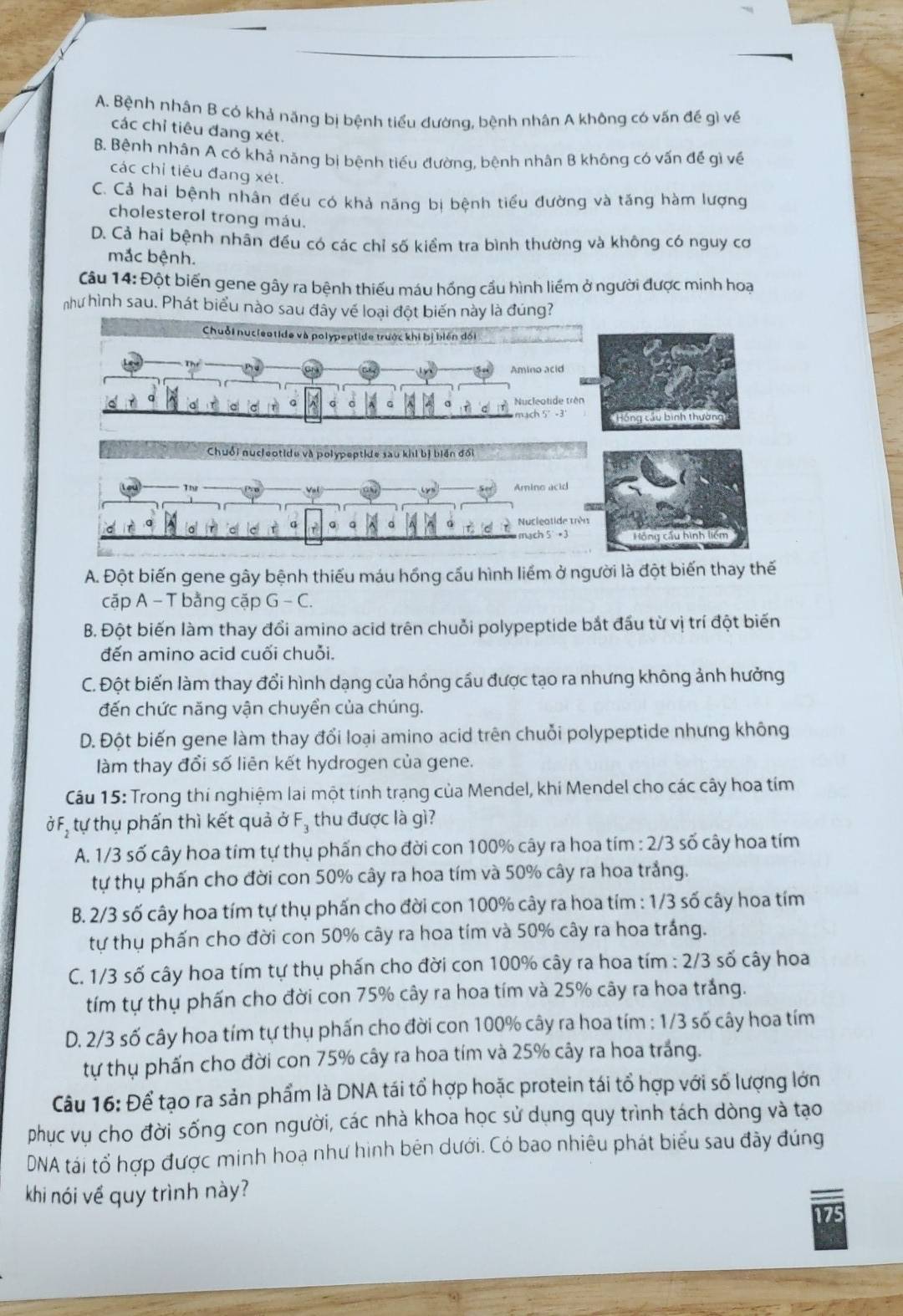 A. Bệnh nhân B có khả năng bị bệnh tiểu đường, bệnh nhân A không có vấn đế gì về
các chỉ tiêu đang xét.
B. Bệnh nhân A có khả năng bị bệnh tiểu đường, bệnh nhân B không có vấn đế gì về
các chỉ tiêu đạng xét.
C. Cả hai bệnh nhân đều có khả năng bị bệnh tiểu đường và tăng hàm lượng
cholesterol trong máu.
D. Cả hai bệnh nhân đều có các chỉ số kiểm tra bình thường và không có nguy cơ
mắc bệnh.
Câu 14: Đột biến gene gây ra bệnh thiếu máu hồng cầu hình liềm ở người được minh hoạ
như hình sau. Phát biểu nào sau đây về loại đột biến này là đúng?
Chuỗi n potide và polypeptide trước khi bị biên đối
Amino acid
Nucleotide trên
Hồng câu binh thường
Chuối nucleotidu và polypeptide sau khi bị biển đối
Thy
Amino acid
Nucleatide trêi
mach 5 • 3 Hồng cầu hình liếm
A. Đột biến gene gây bệnh thiếu máu hồng cấu hình liểm ở người là đột biến thay thế
cặp A - T bằng cặp G-C.
B. Đột biến làm thay đổi amino acid trên chuỗi polypeptide bắt đầu từ vị trí đột biến
đến amino acid cuối chuỗi.
C. Đột biến làm thay đổi hình dạng của hồng cầu được tạo ra nhưng không ảnh hưởng
đến chức năng vận chuyền của chúng.
D. Đột biến gene làm thay đổi loại amino acid trên chuỗi polypeptide nhưng không
làm thay đổi số liên kết hydrogen của gene.
Câu 15: Trong thi nghiệm lai một tính trạng của Mendel, khi Mendel cho các cây hoa tím
ở F, tự thụ phấn thì kết quả ở F, thu được là gì?
A. 1/3 số cây hoa tím tự thụ phấn cho đời con 100% cây ra hoa tím : 2/3 số cây hoa tím
tự thụ phấn cho đời con 50% cây ra hoa tím và 50% cây ra hoa trắng.
B. 2/3 số cây hoa tím tự thụ phấn cho đời con 100% cây ra hoa tím : 1/3 số cây hoa tím
tự thụ phấn cho đời con 50% cây ra hoa tím và 50% cây ra hoa trắng.
C. 1/3 số cây hoa tím tự thụ phần cho đời con 100% cây ra hoa tím : 2/3 số cây hoa
tím tự thụ phấn cho đời con 75% cây ra hoa tím và 25% cây ra hoa trắng.
D. 2/3 số cây hoa tím tự thụ phấn cho đời con 100% cây ra hoa tím : 1/3 số cây hoa tím
tự thụ phấn cho đời con 75% cây ra hoa tím và 25% cây ra hoa trắng.
Câu 16: Để tạo ra sản phẩm là DNA tái tổ hợp hoặc protein tái tổ hợp với số lượng lớn
phục vụ cho đời sống con người, các nhà khoa học sử dụng quy trình tách dòng và tạo
DNA tái tổ hợp được minh hoạ như hình bên dưới. Có bao nhiêu phát biểu sau đây đúng
khi nói về quy trình này?