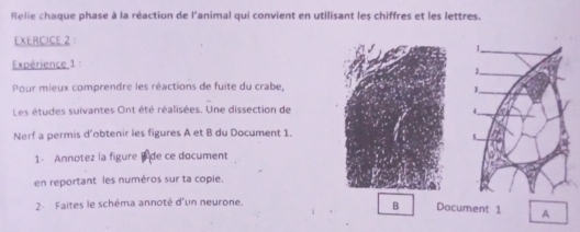 Relie chaque phase à la réaction de l'animal qui convient en utilisant les chiffres et les lettres. 
EXERCICE 2： 
Expérience 1 : 
Pour mieux comprendre les réactions de fuite du crabe, 
Les études suivantes Ont été réalisées. Une dissection de 
Nerf a permis d'obtenir les figures A et B du Document 1. 
1- Annotez la figure de ce document 
en reportant les numéros sur ta copie. 
2- Faites le schéma annoté d'un neurone. 
B Document 1 A