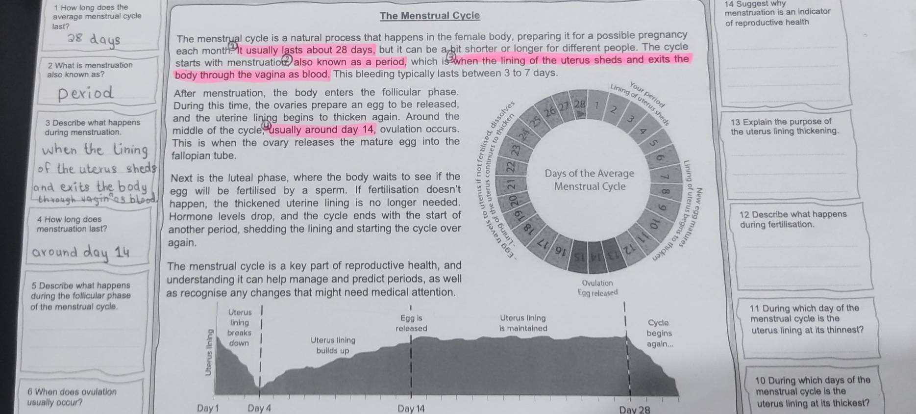 How lona does the 14 Suagest why 
average menstrual cycle The Menstrual Cycle 
menstruation is an indicator 
last? 
of reproductive health 
The menstrual cycle is a natural process that happens in the female body, preparing it for a possible pregnancy 
each month. It usually lasts about 28 days, but it can be a bit shorter or longer for different people. The cycle_ 
2 What is menstruation starts with menstruation, also known as a period, which is when the lining of the uterus sheds and exits the_ 
_ 
also known as? body through the vagina as blood. This bleeding typically lasts between 3 to 7 days. 
_ 
After menstruation, the body enters the follicular phase. 
During this time, the ovaries prepare an egg to be released, 
3 Describe what happens and the uterine lining begins to thicken again. Around the 
13 Explain the purpose of 
during menstruation. middle of the cycle, usually around day 14, ovulation occurs.the uterus lining thickening. 
This is when the ovary releases the mature egg into the 
fallopian tube. 
_ 
Next is the luteal phase, where the body waits to see if the 
and 
egg will be fertilised by a sperm. If fertilisation doesn't 
happen, the thickened uterine lining is no longer needed. 
4 How long does Hormone levels drop, and the cycle ends with the start of12 Describe what happens 
menstruation last? another period, shedding the lining and starting the cycle overduring fertilisation. 
again. _ 
The menstrual cycle is a key part of reproductive health, and 
_ 
5 Describe what happens understanding it can help manage and predict periods, as well 
_ 
during the follicular phase as recognise any changes that might need medical attention. 
11 During which day of the 
of the menstrual cycle. 
menstrual cycle is the 
uterus lining at its thinnest? 
10 During which days of the 
6 When does ovulationmenstrual cycle is the 
Day1 Day 4 uterus lining at its thickest? 
usually occur? Day 14 Dav 28