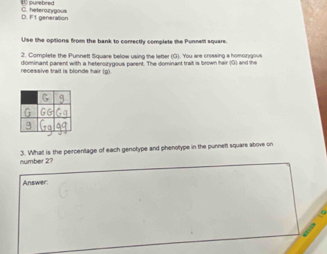 purebred
C. heterozygous
D. F1 generation
Use the options from the bank to correctly complete the Punnett square.
2. Complete the Punnett Square below using the letter (G). You are crossing a homozygous
dominant parent with a heterozygous parent. The dominant trait is brown hair (G) and the
recessive trait is blonde hair (g).
3. What is the percentage of each genotype and phenotype in the punnett square above on
number 2?
Answer:
a