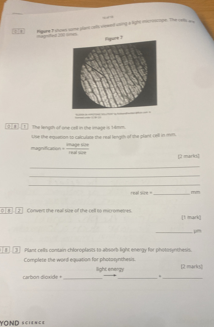 16a618 
g8 Figure 7 shows some plant cells viewed using a light microscope. The cells ane 
magniffed 200
mcided 
0 8 The length of one celll in the image is 14mm. 
Use the equation to calculate the reall length of the plant cell in mm. 
magnification = imagesize/realsize 
[2 marks] 
_ 
_ 
_
reall size =_  mm
0 8 2 Convert the real size of the cell to micrometres. 
[1 mark] 
_ μm
8 3 Plant cells contain chloroplasts to absorb light energy for photosynthesis. 
Complete the word equation for photosynthesis. 
light energy [2 marks] 
carbon dioxide + __+_ 
YOND SCIENCE