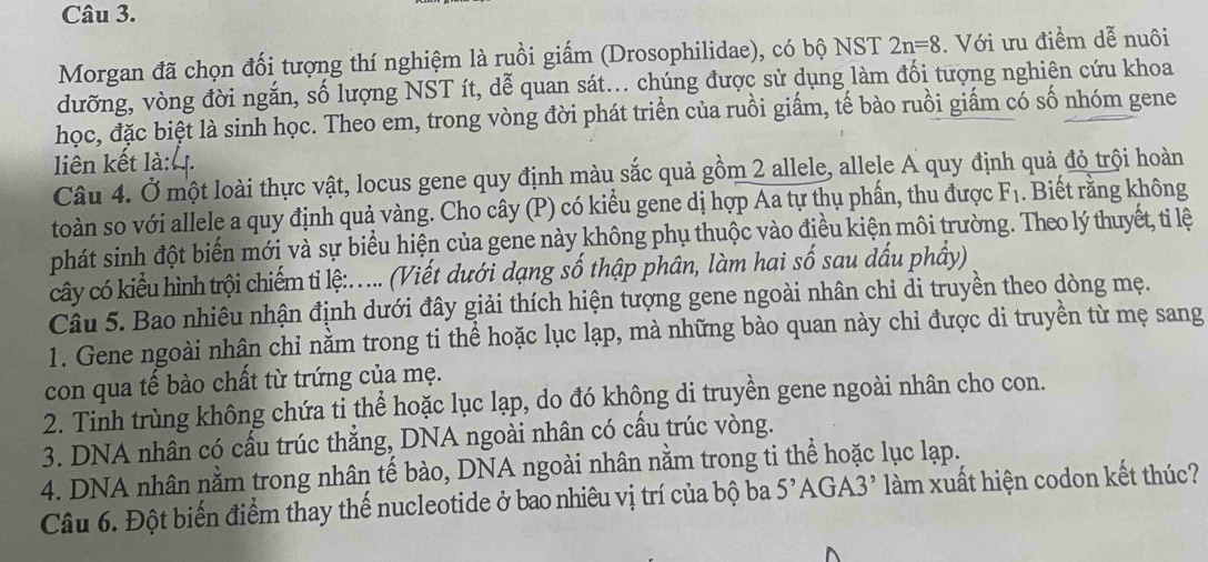 Morgan đã chọn đối tượng thí nghiệm là ruồi giấm (Drosophilidae), có bộ NST 2n=8. Với ưu điểm dễ nuôi
dưỡng, vòng đời ngắn, số lượng NST ít, dễ quan sát... chúng được sử dụng làm đối tượng nghiên cứu khoa
học, đặc biệt là sinh học. Theo em, trong vòng đời phát triển của ruồi giấm, tế bào ruồi giấm có số nhóm gene
liên kết là:4
Câu 4. Ở một loài thực vật, locus gene quy định màu sắc quả gồm 2 allele, allele A quy định quả đỏ trội hoàn
toàn so với allele a quy định quả vàng. Cho cây (P) có kiểu gene dị hợp Aa tự thụ phần, thu được F_1. Biết rằng không
phát sinh đột biến mới và sự biểu hiện của gene này không phụ thuộc vào điều kiện môi trường. Theo lý thuyết, ti lệ
cây có kiểu hình trội chiếm ti lệ:. .... (Viết dưới dạng số thập phân, làm hai số sau dấu phầy)
Câu 5. Bao nhiêu nhận định dưới đây giải thích hiện tượng gene ngoài nhân chỉ di truyền theo dòng mẹ.
1. Gene ngoài nhận chỉ nằm trong ti thể hoặc lục lạp, mà những bào quan này chỉ được di truyền từ mẹ sang
con qua tế bào chất từ trứng của mẹ.
2. Tinh trùng không chứa ti thể hoặc lục lạp, do đó không di truyền gene ngoài nhân cho con.
3. DNA nhân có cấu trúc thắng, DNA ngoài nhân có cầu trúc vòng.
4. DNA nhân nằm trong nhân tế bào, DNA ngoài nhân nằm trong ti thể hoặc lục lạp.
Câu 6. Đột biến điểm thay thế nucleotide ở bao nhiêu vị trí của bộ ba 5^, AGA3' làm xuất hiện codon kết thúc?