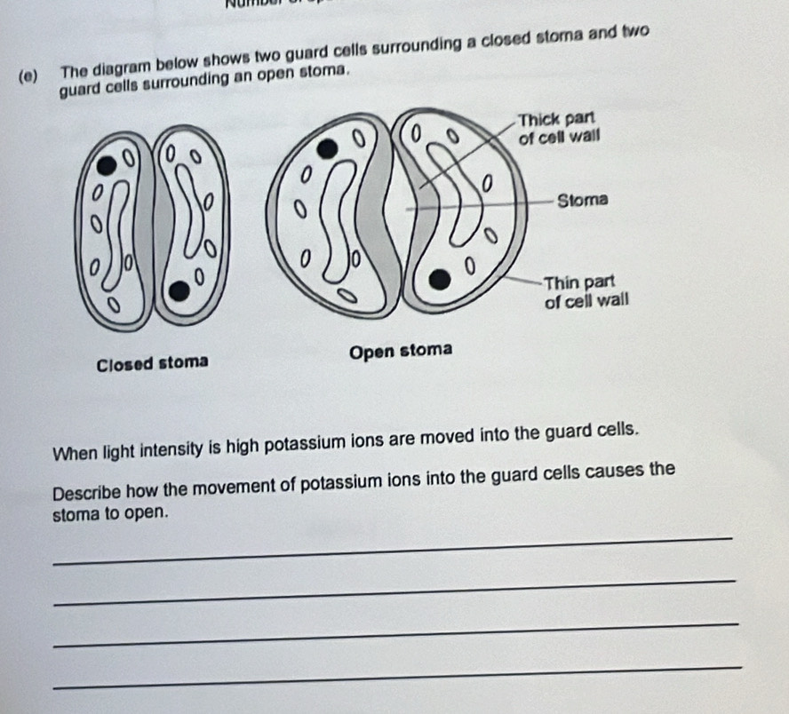 Nomdó 
(e) The diagram below shows two guard cells surrounding a closed stoma and two 
guard cells surrounding an open stoma. 
Closed stoma 
When light intensity is high potassium ions are moved into the guard cells. 
Describe how the movement of potassium ions into the guard cells causes the 
stoma to open. 
_ 
_ 
_ 
_