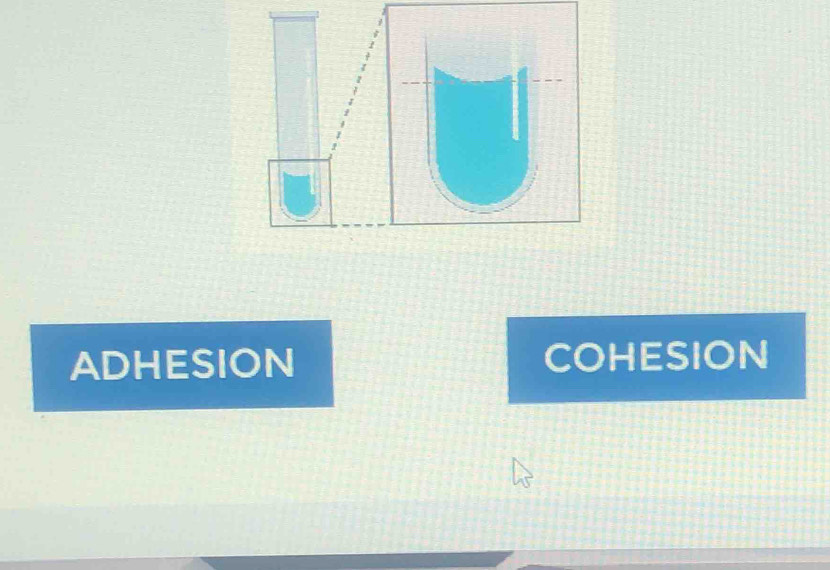 ADHESION COHESION