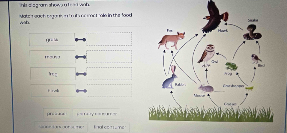 Solved: This diagram shows a food web. Match each organism to its ...
