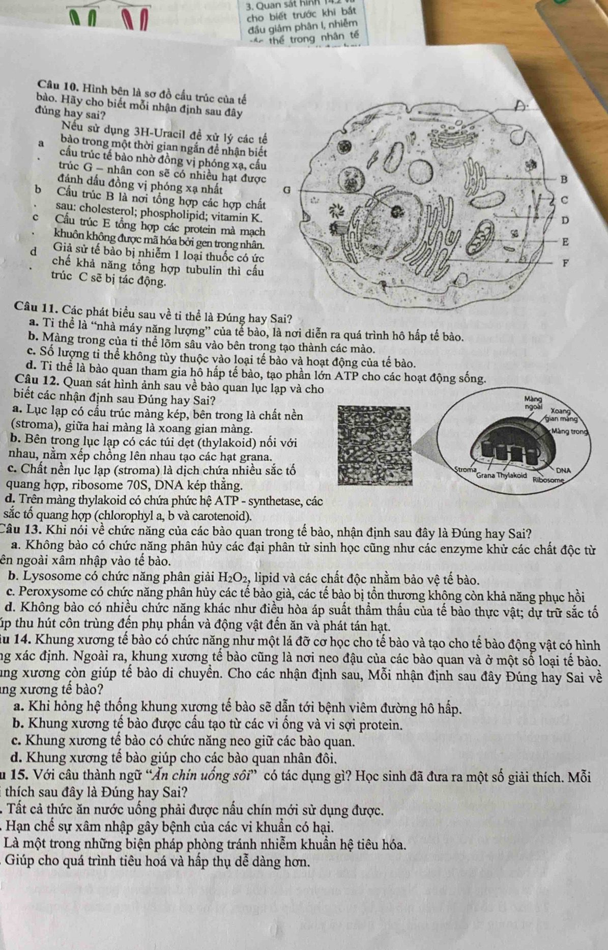 Quan sá t  h in  h  
cho biết trước khi bắt
đầu giảm phân I, nhiễm
*= thể trong nhân tế
Câu 10. Hình bên là sơ đồ cầu trúc của tế
bào. Hãy cho biết mỗi nhận định sau đây
đúng hay sai?
Nếu sử dụng 3H-Uracil đề xử lý các tế
a bào trong một thời gian ngắn đề nhận biết
cầu trúc tế bảo nhờ đồng vị phóng xạ, cấu
trúc G - nhân con sẽ có nhiều hạt được
đánh dấu đồng vị phóng xạ nhất
b Cầu trúc B là nơi tổng hợp các hợp chất
sau: cholesterol; phospholipid; vitamin K.
Cầu trúc E tổng hợp các protein mà mạch
khuôn không được mã hóa bởi gen trong nhân.
d Giả sử tế bảo bị nhiễm 1 loại thuốc có ức
chế khả năng tổng hợp tubulin thì cấu
trúc C sẽ bị tác động.
Câu 11. Các phát biểu sau về ti thể là Đúng hay 
a. Ti thể là “nhà máy năng lượng” của tể bào, là nơi diễn ra quá trình hô hấp tế bào.
b. Màng trong của tỉ thể lõm sâu vào bên trong tạo thành các mào.
c. Số lượng tỉ thể không tùy thuộc vào loại tế bào và hoạt động của tế bào.
d. Ti thể là bào quan tham gia hồ hấp tế bào, tạo phần lớn ATP cho các hoạt động sống.
Câu 12. Quan sát hình ảnh sau về bào quan lục lạp và c
biết các nhận định sau Đúng hay Sai?
a. Lục lạp có cấu trúc màng kép, bên trong là chất nền
(stroma), giữa hai màng là xoang gian màng.
b. Bên trong lục lạp có các túi dẹt (thylakoid) nối với
nhau, nằm xếp chồng lên nhau tạo các hạt grana.
c. Chất nền lục lạp (stroma) là dịch chứa nhiều sắc tố
quang hợp, ribosome 70S, DNA kép thăng.
d. Trên màng thylakoid có chứa phức hệ ATP - synthetase, các
sắc tố quang hợp (chlorophyl a, b và carotenoid).
Câu 13. Khi nói về chức năng của các bào quan trong tế bào, nhận định sau đây là Đúng hay Sai?
a. Không bào có chức năng phân hủy các đại phân tử sinh học cũng như các enzyme khử các chất độc từ
ên ngoài xâm nhập vào tế bào.
b. Lysosome có chức năng phân giải H_2O_2, lipid và các chất độc nhằm bảo vệ tế bào.
c. Peroxysome có chức năng phân hủy các tế bào già, các tế bào bị tồn thương khộng còn khả năng phục hồi
d. Không bào có nhiều chức năng khác như điều hòa áp suất thẩm thấu của tế bào thực vật; dự trữ sắc tố
úp thu hút côn trùng đến phụ phần và động vật đến ăn và phát tán hạt.
ău 14. Khung xương tế bào có chức năng như một lá đỡ cơ học cho tế bào và tạo cho tế bào động vật có hình
ng xác định. Ngoài ra, khung xương tế bào cũng là nơi neo đậu của các bào quan và ở một số loại tế bào.
ung xương còn giúp tế bào di chuyển. Cho các nhận định sau, Mỗi nhận định sau đây Đúng hay Sai về
lng xương tế bào?
a. Khi hỏng hệ thống khung xương tế bào sẽ dẫn tới bệnh viêm đường hô hấp.
b. Khung xương tế bào được cấu tạo từ các vi ống và vi sợi protein.
c. Khung xương tế bào có chức năng neo giữ các bào quan.
d. Khung xương tế bào giúp cho các bào quan nhân đôi.
ău 15. Với câu thành ngữ “Ăn chín uống sối” có tác dụng gì? Học sinh đã đưa ra một số giải thích. Mỗi
thích sau đây là Đúng hay Sai?
Tất cả thức ăn nước uống phải được nấu chín mới sử dụng được.
- Hạn chế sự xâm nhập gây bệnh của các vi khuẩn có hại.
Là một trong những biện pháp phòng tránh nhiễm khuẩn hệ tiêu hóa.
Giúp cho quá trình tiêu hoá và hấp thụ dễ dàng hơn.