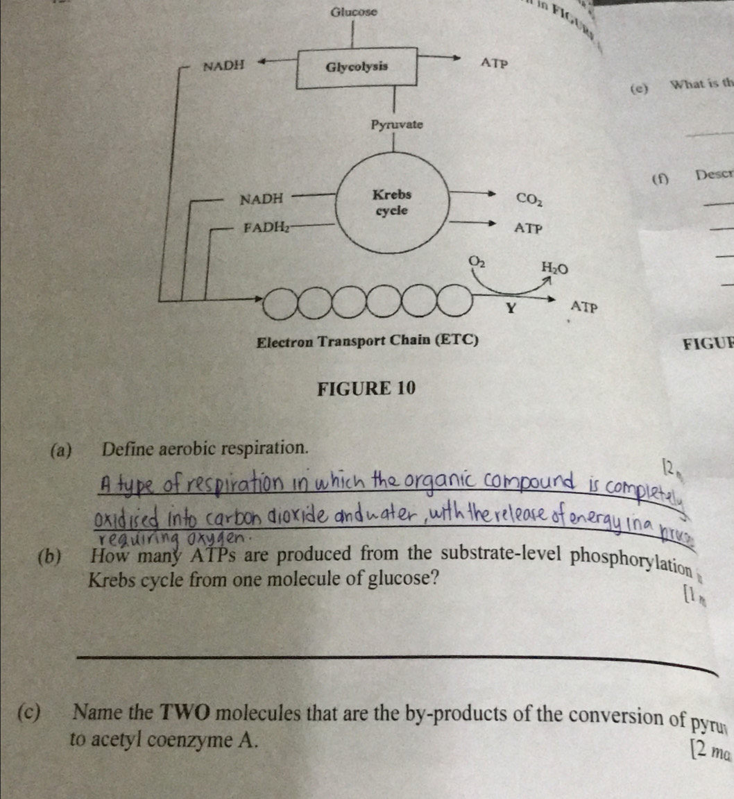 Glucose
in FIGur
(e) What is th
_
(f) Descr
_
_
_
_
figue
(a) Define aerobic respiration.
_
_
(b) How many ATPs are produced from the substrate-level phosphorylation
Krebs cycle from one molecule of glucose?
_
(c) Name the TWO molecules that are the by-products of the conversion of pyru
to acetyl coenzyme A.
[2 ma