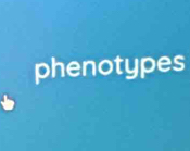 phenotypes