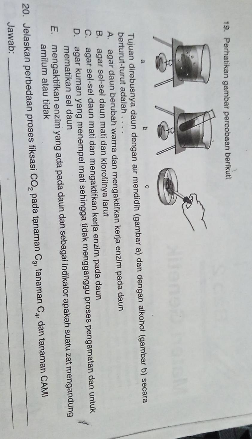 Perhatikan gambar percobaan berikut!
C
a
b
Tujuan direbusnya daun dengan air mendidih (gambar a) dan dengan alkohol (gambar b) secara
berturut-turut adalah . . . .
A. agar daun berubah warna dan mengaktifkan kerja enzim pada daun
B. agar sel-sel daun mati dan klorofilnya larut
C. agar sel-sel daun mati dan mengaktifkan kerja enzim pada daun
D. agar kuman yang menempel mati sehingga tidak mengganggu proses pengamatan dan untuk
mematikan sel daun
E. mengaktifkan enzim yang ada pada daun dan sebagai indikator apakah suatu zat mengandung
amilum atau tidak
20. Jelaskan perbedaan proses fiksasi CO_2 pada tạnaman C_3 , tanaman C_4 , dan tanaman CAM!
Jawab:
_
_