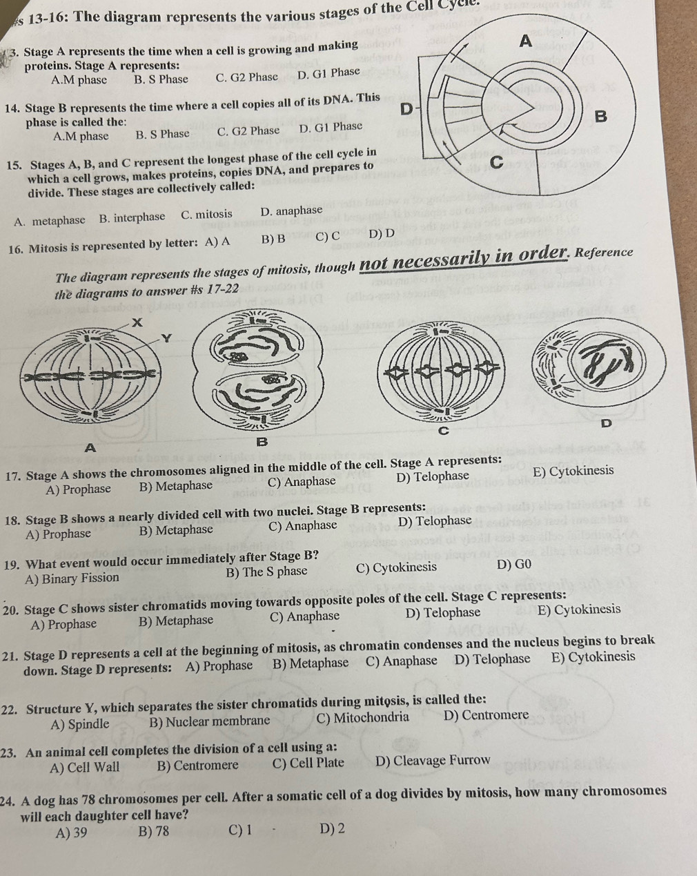Solved: 13-16: The diagram represents the various stages of the Cell ...