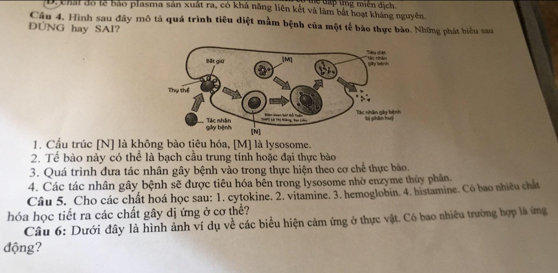 the đấp tng miền dịch.
D. chất đó tế bảo plasma sản xuất ra, có khả năng liên kết và làm bất hoạt kháng nguyên.
Câu 4. Hình sau đây mô tả quá trình tiêu diệt mầm bệnh của một tế bào thực bào. Những phát biểu sau
ĐUNG hay SAI?
1. Cấu trúc [N] là không bào tiêu hóa, [M] là lysosome.
2. Tế bào này có thể là bạch cầu trung tính hoặc đại thực bào
3. Quá trình đưa tác nhân gây bệnh vào trong thực hiện theo cơ chế thực bảo.
4. Các tác nhân gây bệnh sẽ được tiêu hóa bên trong lysosome nhờ enzyme thủy phân.
Câu 5. Cho các chất hoá học sau: 1. cytokine. 2. vitamine. 3. hemoglobin. 4. histamine. Có bao nhiêu chất
hóa học tiết ra các chất gây dị ứng ở cơ thể?
Câu 6: Dưới đây là hình ảnh ví dụ về các biểu hiện cảm ứng ở thực vật. Có bao nhiêu trường hợp là ứng
động?