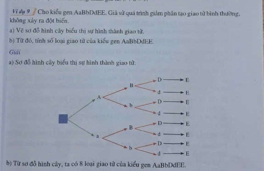 Vị dụ 9 Cho kiểu gen AaBbDdEE. Giả sử quá trình giảm phân tạo giao tử bình thường, 
không xảy ra đột biến. 
a) Vẽ sơ đồ hình cây biểu thị sự hình thành giao tử. 
b) Từ đó, tính số loại giao tử của kiểu gen AaBbDdEE. 
Giải 
a) Sơ đồ hình cây biểu thị sự hình thành giao từ: 
b) Từ sơ đồ hình cây, ta có 8 loại giao tử của kiểu gen AaBbDdEE.