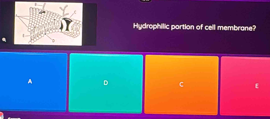 Hydrophilic portion of cell membrane?
A
D
C