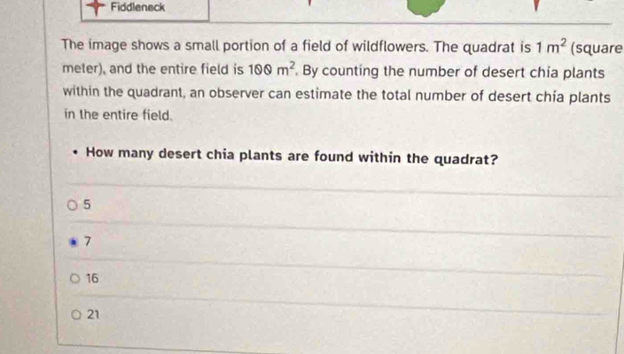 Fiddleneck
The image shows a small portion of a field of wildflowers. The quadrat is 1m^2 (square
meter), and the entire field is 100m^2. By counting the number of desert chia plants
within the quadrant, an observer can estimate the total number of desert chia plants
in the entire field.
How many desert chia plants are found within the quadrat?
5
7
16
21