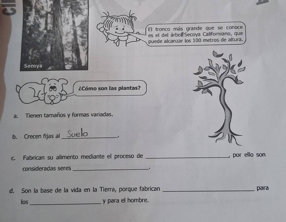 El tronco más grande que se conoce 
es el del árbol Secoya Californiano, que 
puede alcanzar los 100 metros de altura. 
¿Cómo son las plantas? 
a. Tienen tamaños y formas variadas. 
b. Crecen fijas al _. 
c. Fabrican su alimento mediante el proceso de _, por ello son 
consideradas seres_ 
. 
d. Son la base de la vida en la Tierra, porque fabrican _para 
los_ y para el hombre.