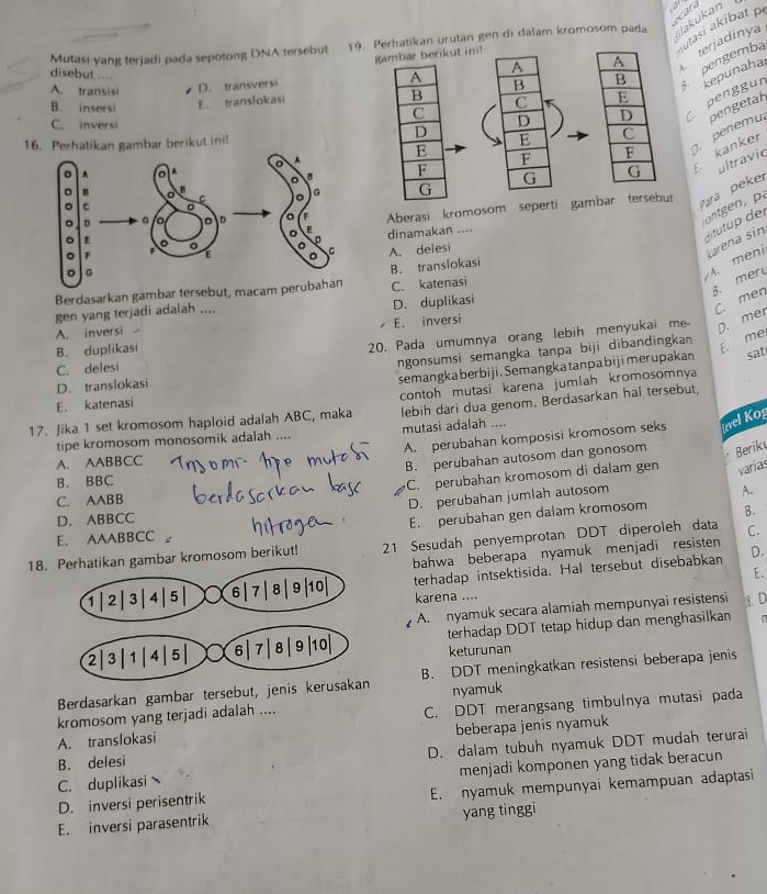 car 
gambar berikut ini!
autasi akibat p
Mutasi yang terjadi pada sepotong DNA tersebut 19. Perhatikan urutan gen di dalam kromosom pada lakukan
A 
terjadinya
disebut ....
B. insersi E. translokasi B B  pengemba
A. transisi D. transversi A
C D  Cmpenggur kepunahal
C
C. inversi D E 
16. Perhatikan gambar berikut ini!
E F 
penemu, pengetah
F G  kanker
ultravic
G
Para peker
onten 
Aberasi kromosom seperti gambar tersebut
dinamakan ....
ditutup der
A. meni karena sin
A. delesi
B. mer
Berdasarkan gambar tersebut, macam B. translokasi
C. katenasi
gen yang terjadi adalah ....
D. duplikasi
C. men
E. inversi
A. inversi
B. duplikasi
20. Pada umumnya orang lebih menyukai me- D. mer
ngonsumsi semangka tanpa biji dibandingkan
E. me
C. delesi
D. translokasi
semangka berbiji. Semangka tanpa biji merupakan sat
17. Jika 1 set kromosom haploid adalah ABC, maka contoh mutasi karena jumlah kromosomnya
E. katenasi
tipe kromosom monosomik adalah .... lebih dari dua genom. Berdasarkan hal tersebut,
mutasi adalah ....
A. perubahan komposisi kromosom seks krel Kog
A. AABBCC
B. perubahan autosom dan gonosom Berik
B. BBC
C. perubahan kromosom di dalam gen varias
D. perubahan jumlah autosom
A.
C. AABB
D. ABBCC
E. AAABBCC E. perubahan gen dalam kromosom B.
18.an gambar kromosom berikut! 21 Sesudah penyemprotan DDT diperoleh data C.
bahwa beberapa nyamuk menjadi resisten D.
E.
terhadap intsektisida. Hal tersebut disebabkan
karena ....
A. nyamuk secara alamiah mempunyai resistensi 3. D
terhadap DDT tetap hidup dan menghasilkan
keturunan
Berdasarkan gambar tersebut, jenis keru B. DDT meningkatkan resistensi beberapa jenis
nyamuk
A. translokasi C. DDT merangsang timbulnya mutasi pada
kromosom yang terjadi adalah ....
B. delesi beberapa jenis nyamuk
D. dalam tubuh nyamuk DDT mudah terurai
C. duplikasi menjadi komponen yang tidak beracun
D. inversi perisentrik E. nyamuk mempunyai kemampuan adaptasi
yang tinggi
E. inversi parasentrik