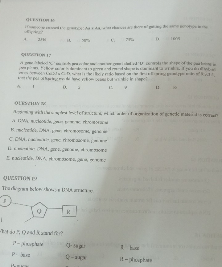 If someone crossed the genotype: Aa* Aa , what chances are there of getting the same genotype in the
offspring?
A. 25% B. 50% C. 75% D. 1005
QUESTION 17
A gene labeled ‘C’ controls pea color and another gene labelled ' D' controls the shape of the pea beans in
pea plants. Yellow color is dominant to green and round shape is dominant to wrinkle. If you do dihybrid
cross between CcDd x CcD, what is the likely ratio based on the first offspring genotype ratio of 9:3:3:1, 
that the pea offspring would have yellow beans but wrinkle in shape?
A. 1 B. 3 C. 9 D. 16
QUESTION 18
Beginning with the simplest level of structure, which order of organization of genetic material is correct?
A. DNA, nucleotide, gene, genome, chromosome
B. nucleotide, DNA, gene, chromosome, genome
C. DNA, nucleotide, gene, chromosome, genome
D. nucleotide, DNA, gene, genome, chromosome
E. nucleotide, DNA, chromosome, gene, genome
QUESTION 19
The diagram below shows a DNA structure.
p
Q R
Vhat do P, Q and R stand for?
P - phosphate Q- sugar R - base
P -- base Q - sugar R - phosphate
P. sugor