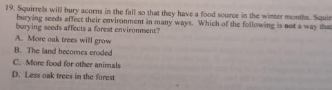 Squirrels will bury acorns in the fall so that they have a food source in the winter months. Squir
burying seeds affect their environment in many ways. Which of the following is not a way that
burying seeds affects a forest environment?
A. More oak trees will grow
B. The land becomes eroded
C. More food for other animals
D. Less oak trees in the forest