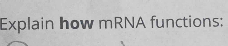 Explain how mRNA functions: