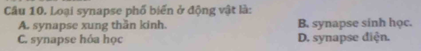 Loại synapse phố biển ở động vật là:
A. synapse xung thần kinh. B. synapse sinh học.
C. synapse hóa học D. synapse diện.