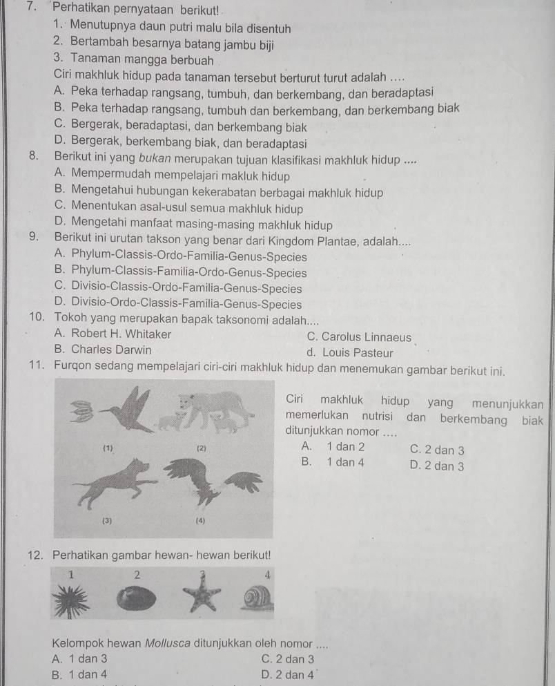 Perhatikan pernyataan berikut!
1. Menutupnya daun putri malu bila disentuh
2. Bertambah besarnya batang jambu biji
3. Tanaman mangga berbuah
Ciri makhluk hidup pada tanaman tersebut berturut turut adalah ....
A. Peka terhadap rangsang, tumbuh, dan berkembang, dan beradaptasi
B. Peka terhadap rangsang, tumbuh dan berkembang, dan berkembang biak
C. Bergerak, beradaptasi, dan berkembang biak
D. Bergerak, berkembang biak, dan beradaptasi
8. Berikut ini yang bukan merupakan tujuan klasifikasi makhluk hidup ....
A. Mempermudah mempelajari makluk hidup
B. Mengetahui hubungan kekerabatan berbagai makhluk hidup
C. Menentukan asal-usul semua makhluk hidup
D. Mengetahi manfaat masing-masing makhluk hidup
9. Berikut ini urutan takson yang benar dari Kingdom Plantae, adalah....
A. Phylum-Classis-Ordo-Familia-Genus-Species
B. Phylum-Classis-Familia-Ordo-Genus-Species
C. Divisio-Classis-Ordo-Familia-Genus-Species
D. Divisio-Ordo-Classis-Familia-Genus-Species
10. Tokoh yang merupakan bapak taksonomi adalah....
A. Robert H. Whitaker C. Carolus Linnaeus
B. Charles Darwin d. Louis Pasteur
11. Furqon sedang mempelajari ciri-ciri makhluk hidup dan menemukan gambar berikut ini.
Ciri makhluk hidup yang menunjukkan
memerlukan nutrisi dan berkembang biak
ditunjukkan nomor ....
A. 1 dan 2 C. 2 dan 3
B. 1 dan 4 D. 2 dan 3
12. Perhatikan gambar hewan- hewan berikut!
Kelompok hewan Mollusca ditunjukkan oleh nomor ....
A. 1 dan 3 C. 2 dan 3
B. 1 dan 4 D. 2 dan 4