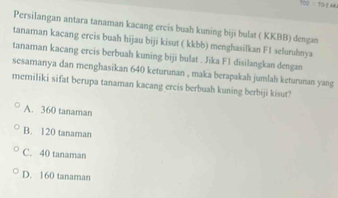 102= TO=2AH
Persilangan antara tanaman kacang ercis buah kuning biji bulat ( KKBB) dengan
tanaman kacang ercis buah hijau biji kisut ( kkbb) menghasilkan F1 seluruhnya
tanaman kacang ercis berbuah kuning biji bulat . Jika F1 disilangkan dengan
sesamanya dan menghasikan 640 keturunan , maka berapakah jumlah keturunan yang
memiliki sifat berupa tanaman kacang ercis berbuah kuning berbiji kisut?
A. 360 tanaman
B. 120 tanaman
C. 40 tanaman
D. 160 tanaman