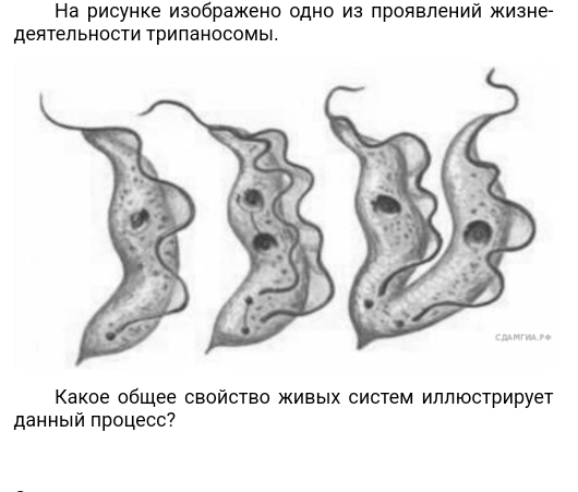 Ηа рисунке изображено одно из проявлений жизне- 
деятельности трипаносомы. 
Κакое общее свойство живых систем иллюстрирует 
данныей πроцесс?