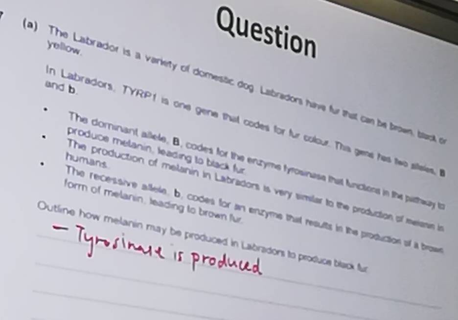 Question 
yellow. 
a) The Labrador is a varkety of domestic dog. Labradors have fur that can be brown btarck 
and b. 
n Labradors, TYRP1 is one gene that codes for fur colour. This gens has two siteles 
produce melanin, leading to black fur 
humans 
The dominant allele, B, codes for the enzyme tyrosinase that functions in the pithwy t 
The production of melanin in Labradors is very similar to the production of meranim in 
form of melanin, leading to brown fur. 
The recessive allele, by codes for an enzyme that results in the production of a broee 
_ 
_Outline how melanin may be produced in Labradors to produce black fur 
_