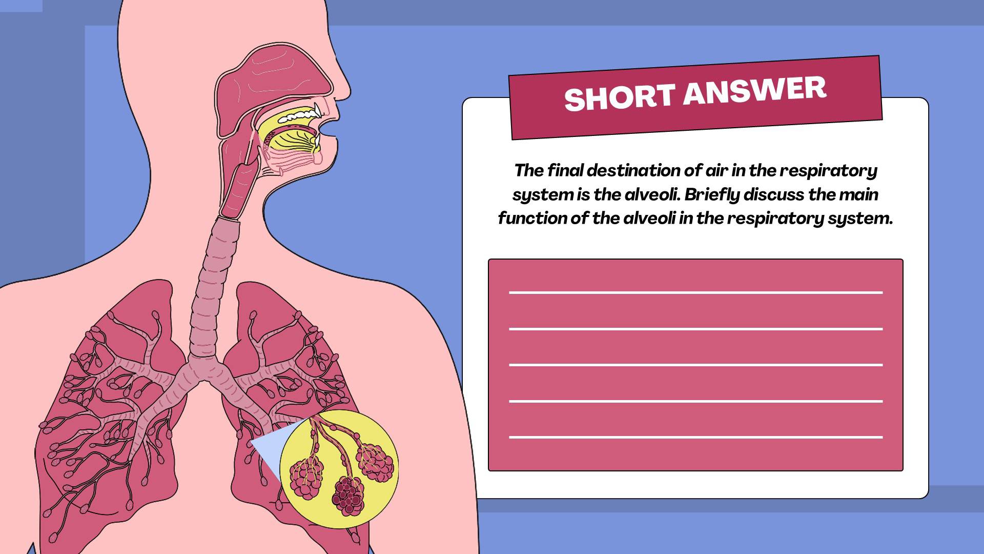 Solved: SHORT ANSWER The final destination of air in the respiratory ...