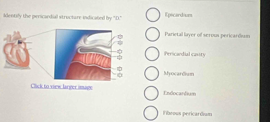 Identify the pericardial structure indicated by “D.”
Epicardium
Parietal layer of serous pericardium
Pericardial cavity
Myocardium
Click to view larger image
Endocardium
Fibrous pericardium