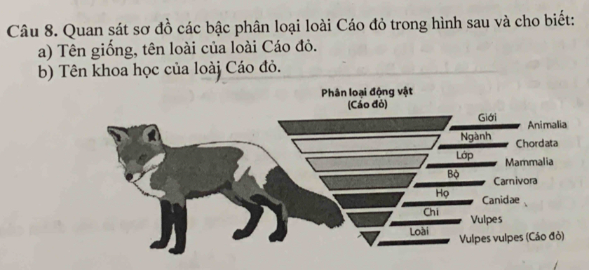 Quan sát sơ đồ các bậc phân loại loài Cáo đỏ trong hình sau và cho biết: 
a) Tên giống, tên loài của loài Cáo đỏ. 
b) Tên khoa học của loàj Cáo đỏ.