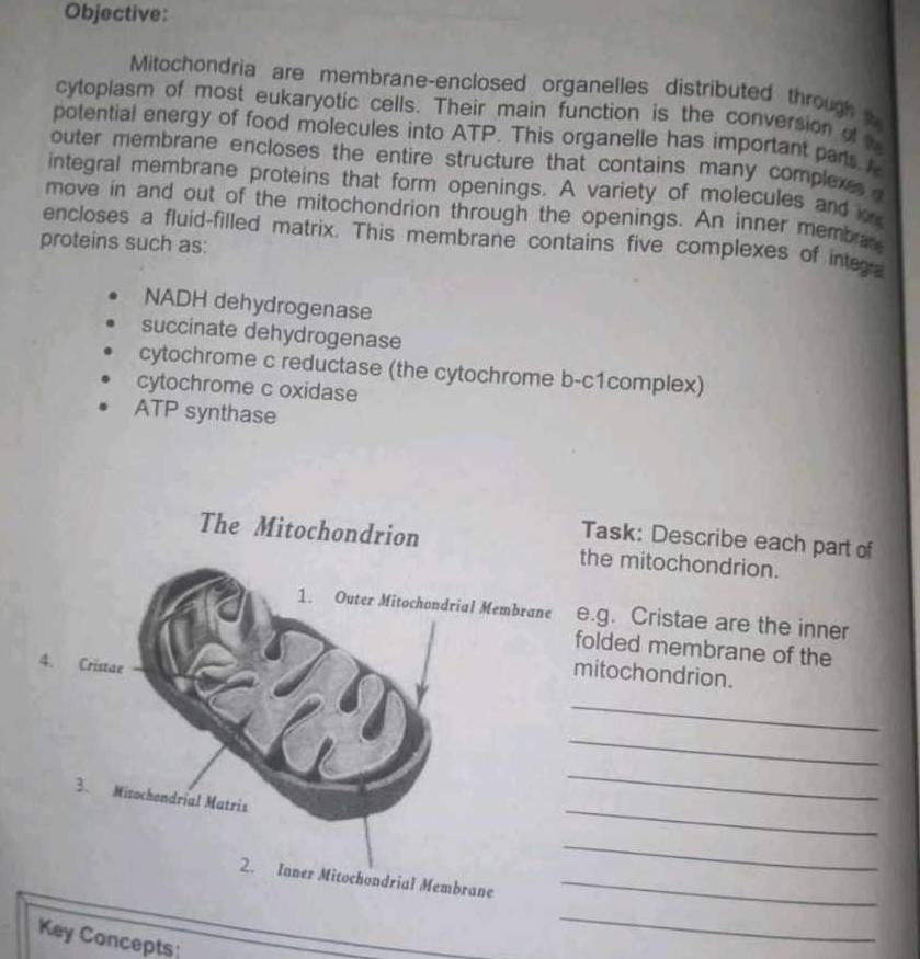 Objective: 
Mitochondria are membrane-enclosed organelles distributed through t 
cytoplasm of most eukaryotic cells. Their main function is the conversion of 
potential energy of food molecules into ATP. This organelle has important pars. 
outer membrane encloses the entire structure that contains many complexe 
integral membrane proteins that form openings. A variety of molecules and 
move in and out of the mitochondrion through the openings. An inner membran 
encloses a fluid-filled matrix. This membrane contains five complexes of inte 
proteins such as: 
NADH dehydrogenase 
succinate dehydrogenase 
cytochrome c reductase (the cytochrome b-c1complex) 
cytochrome c oxidase 
ATP synthase 
Task: Describe each part of 
The Mitochondrion the mitochondrion. 
1. Outer Mitochondrial Membrane e.g. Cristae are the inner 
folded membrane of the 
4. Cristae 
mitochondrion. 
_ 
_ 
_ 
_ 
3. Mitochendrial Matris 
_ 
2. Inner Mitochondrial Membrane_ 
Key Concepts 
_