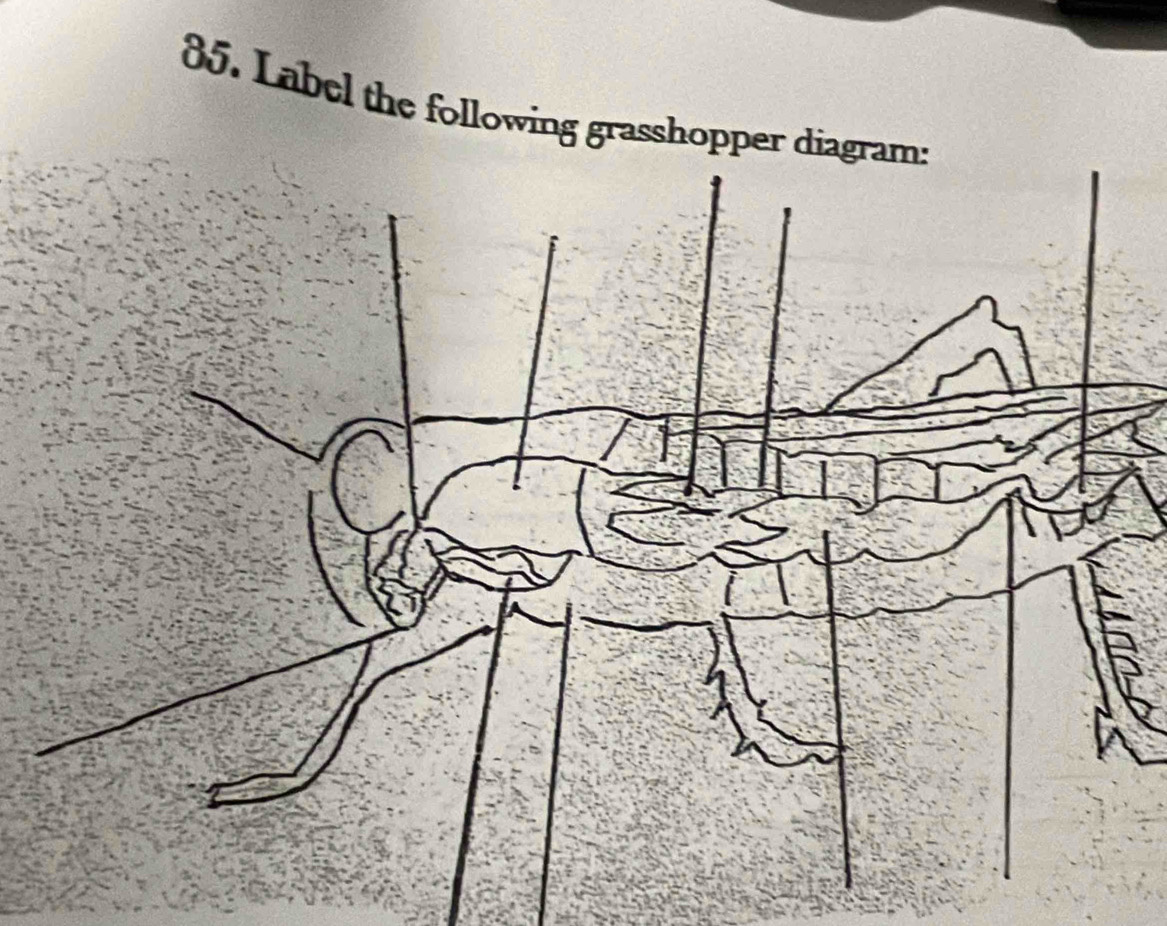 Label the following grasshopper diag