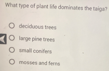 What type of plant life dominates the taiga?
deciduous trees
large pine trees
small conifers
mosses and ferns