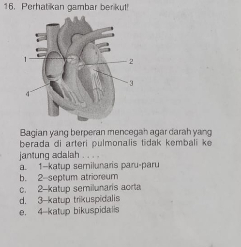 Perhatikan gambar berikut!
Bagian yang berperan mencegah agar darah yang
berada di arteri pulmonalis tidak kembali ke
jantung adalah . . . .
a. 1 —katup semilunaris paru-paru
b. 2 -septum atrioreum
c. 2 -katup semilunaris aorta
d. 3 -katup trikuspidalis
e. 4 -katup bikuspidalis