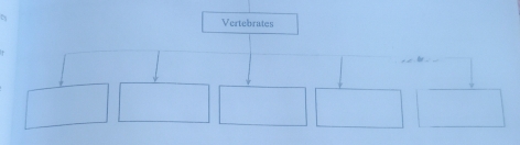 Vertebrates